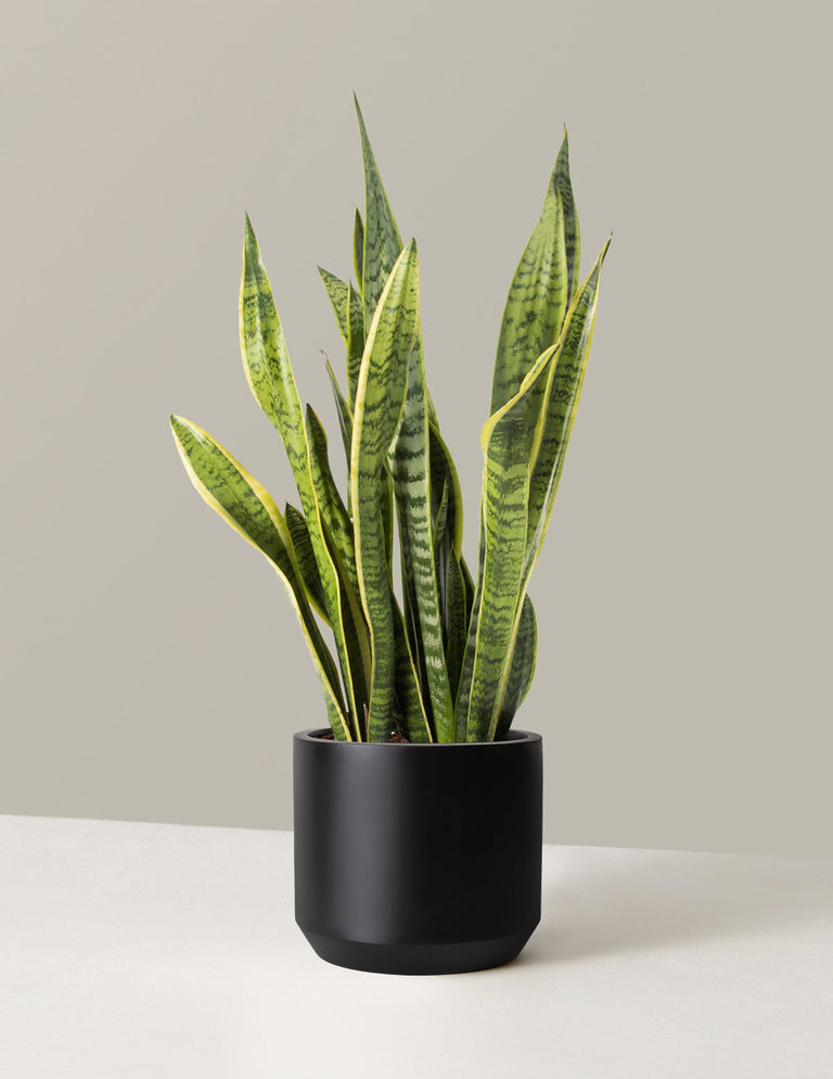 Snake Plant Laurentii