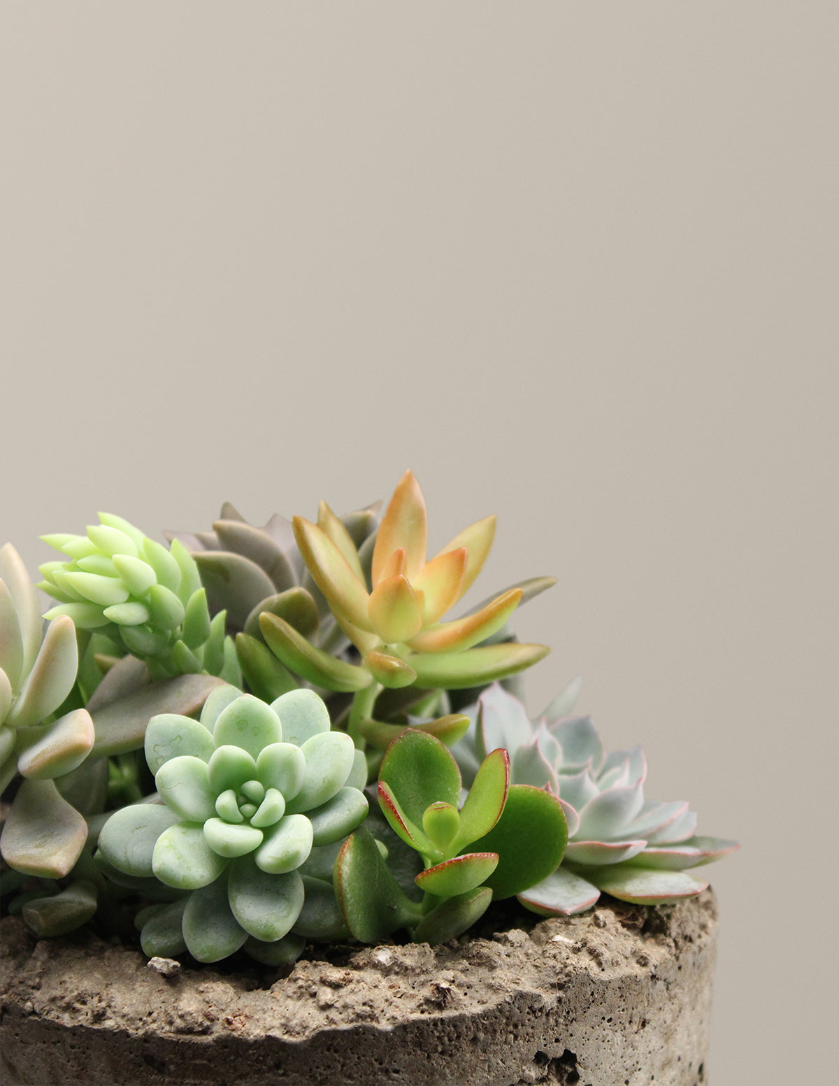 Succulent Dish Garden