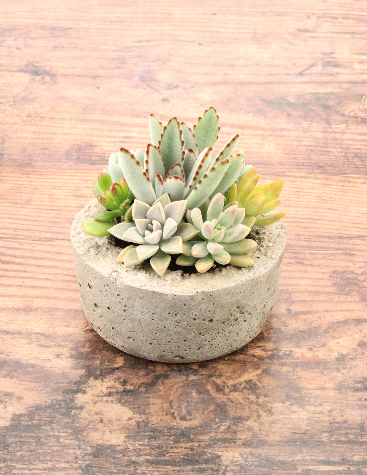 Succulent Dish Garden