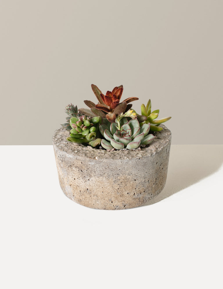 Succulent Dish Garden