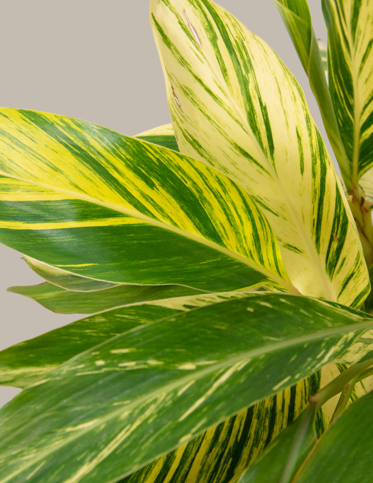 Large Variegated Ginger