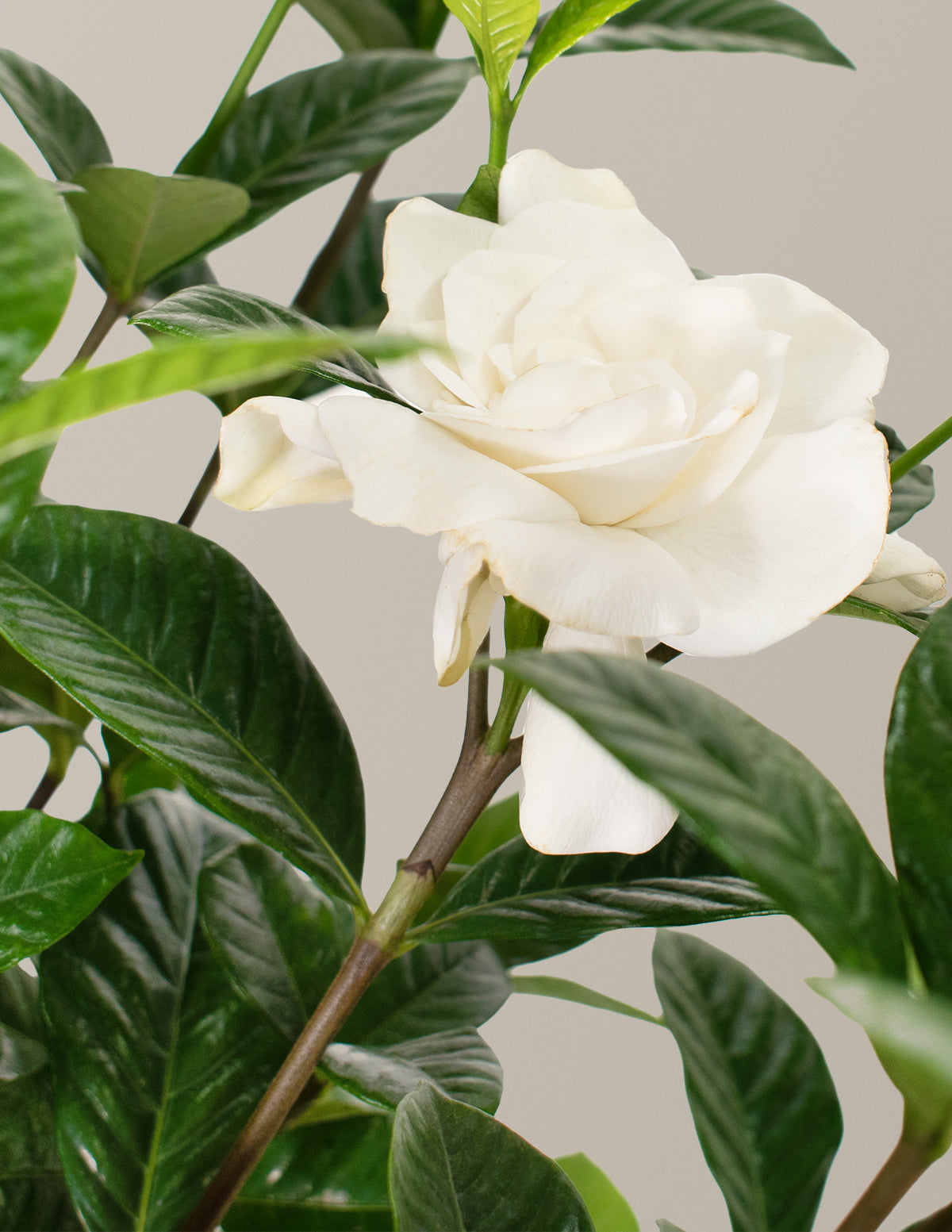 Large Braided Gardenia