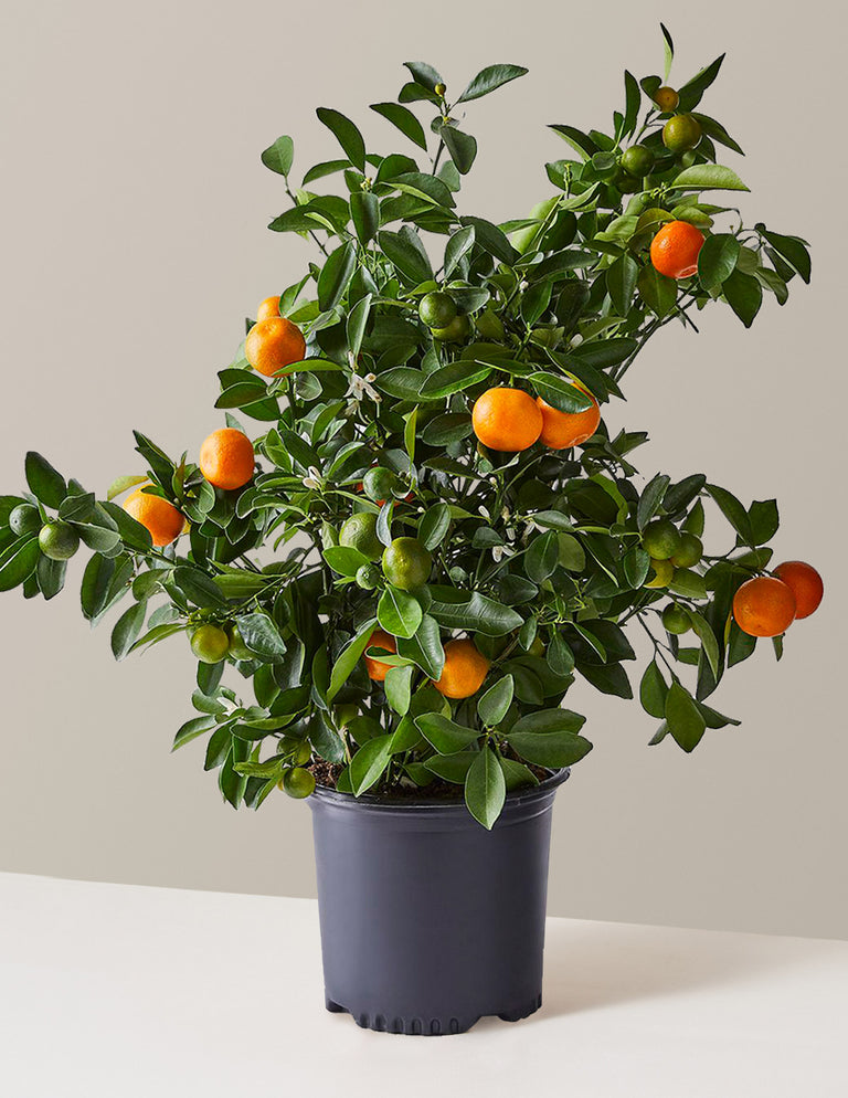 Calamondin Tree