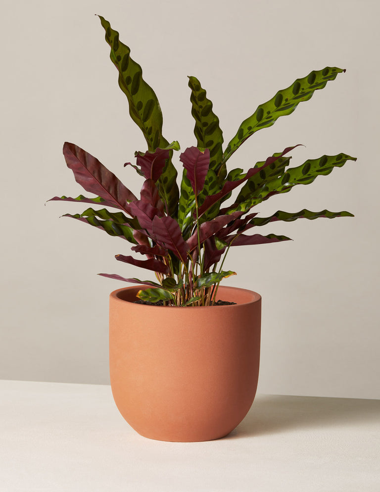 Calathea Rattlesnake