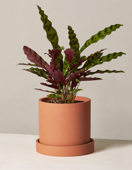 Calathea Rattlesnake