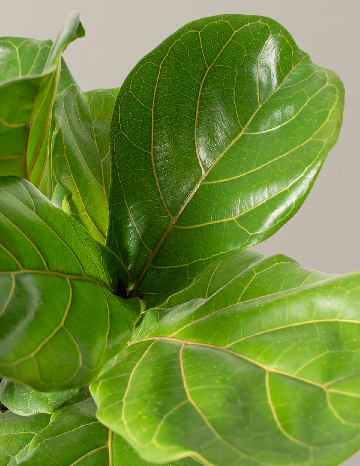 Fiddle Leaf Fig