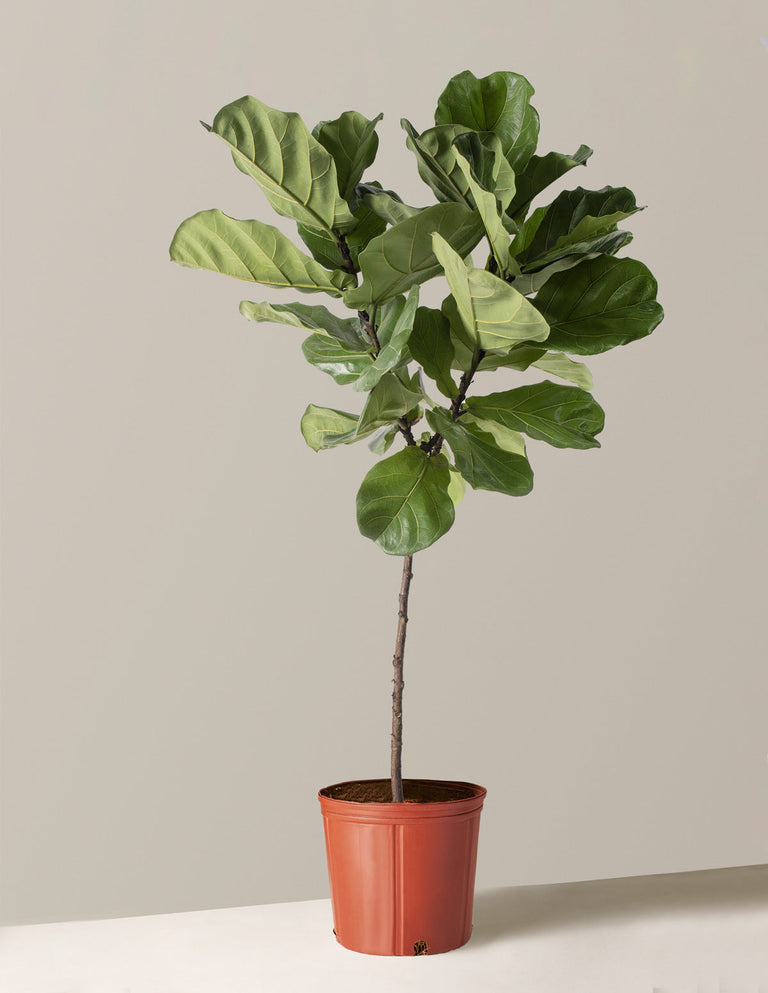 Fiddle Leaf Fig