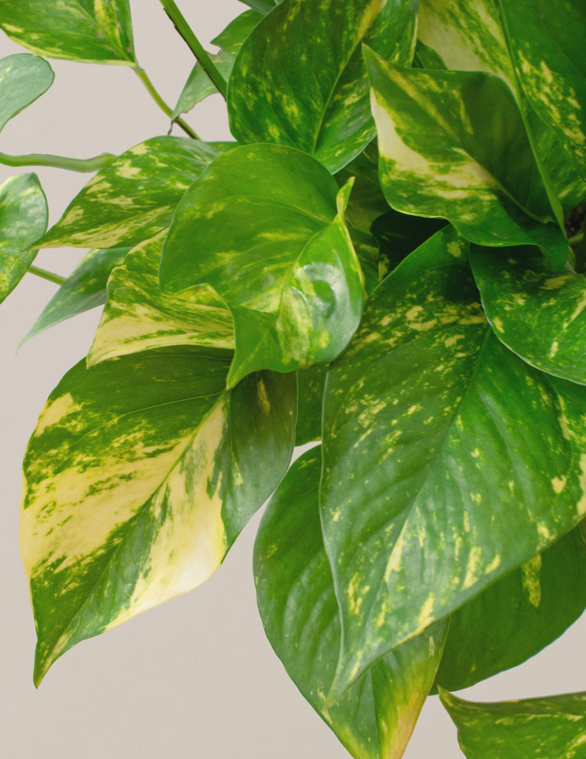 Golden Pothos