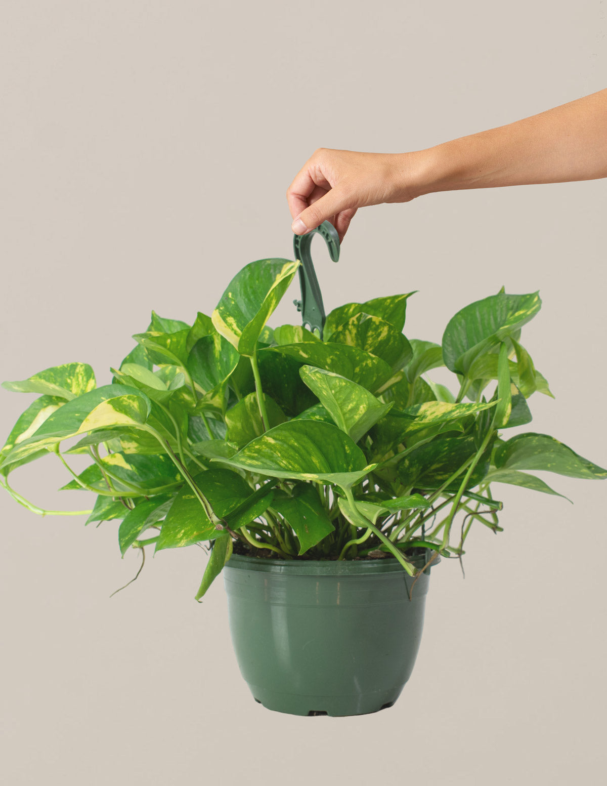 Golden Pothos