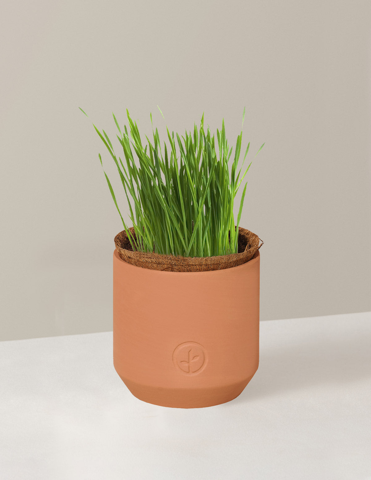 Tiny Terracotta Pet Greens Grow Kit