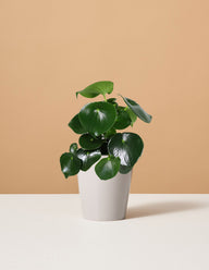 Peperomia Raindrop