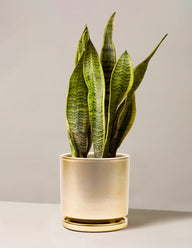 Snake Plant Laurentii