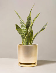 Snake Plant Laurentii