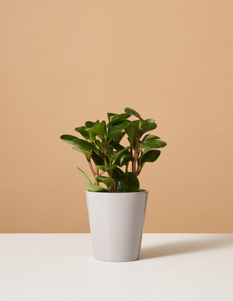 Peperomia Obtipan Green