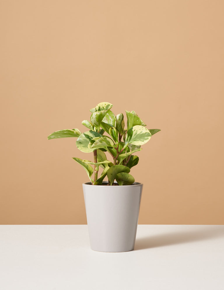 Peperomia Green Gold