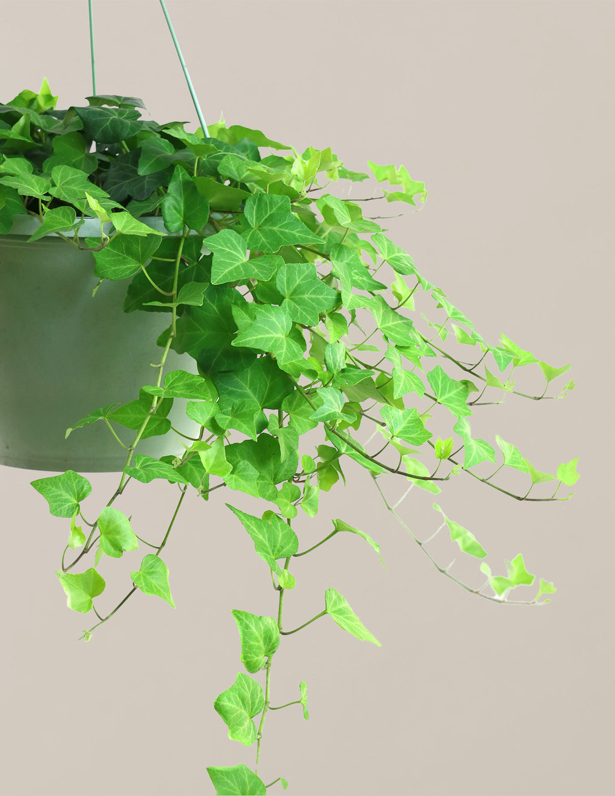 English Ivy Hanging Basket