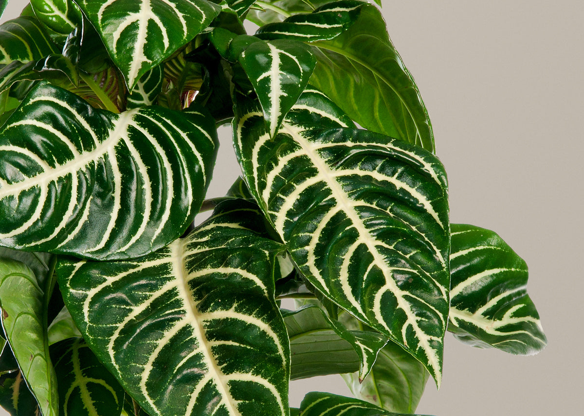 Zebra plant