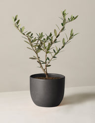 Olive Tree