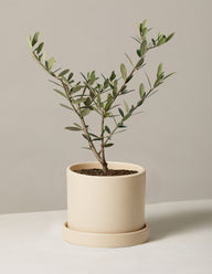 Olive Tree