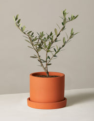 Olive Tree