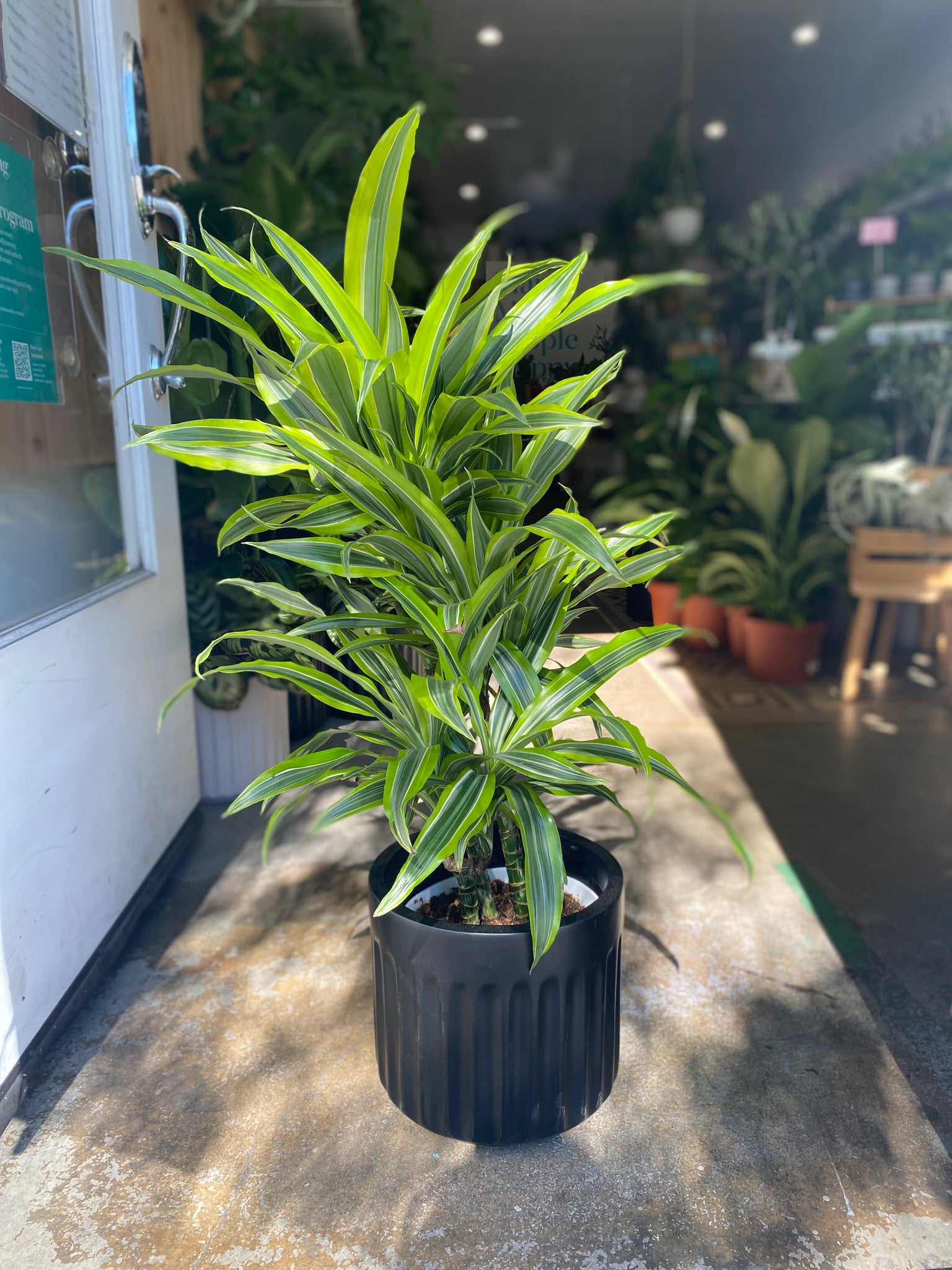 Dracaena