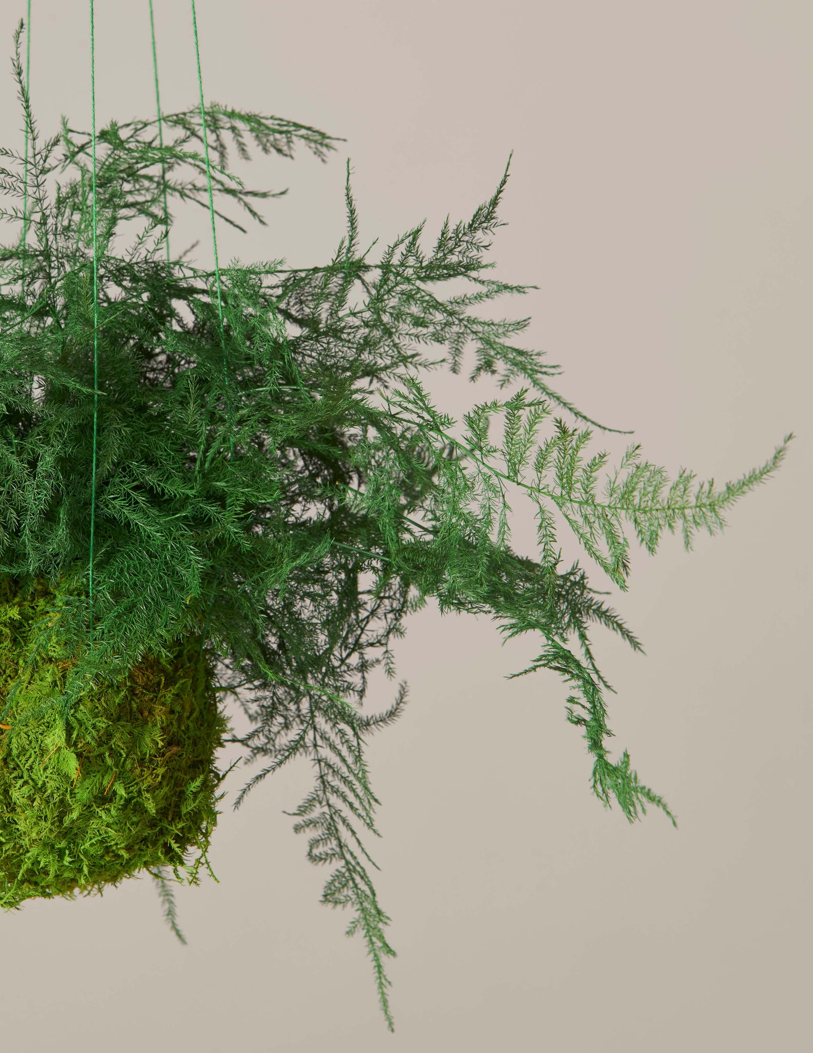 Preserved Fern Kokedama