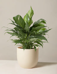 Peace Lily ‘Domino’