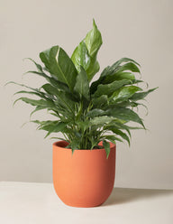 Peace Lily ‘Domino’