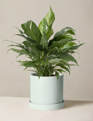 Peace Lily ‘Domino’