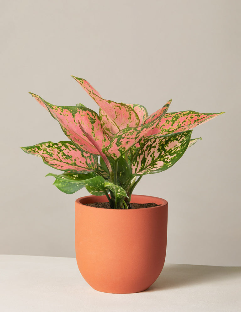 Aglaonema Wishes