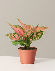 Aglaonema Wishes