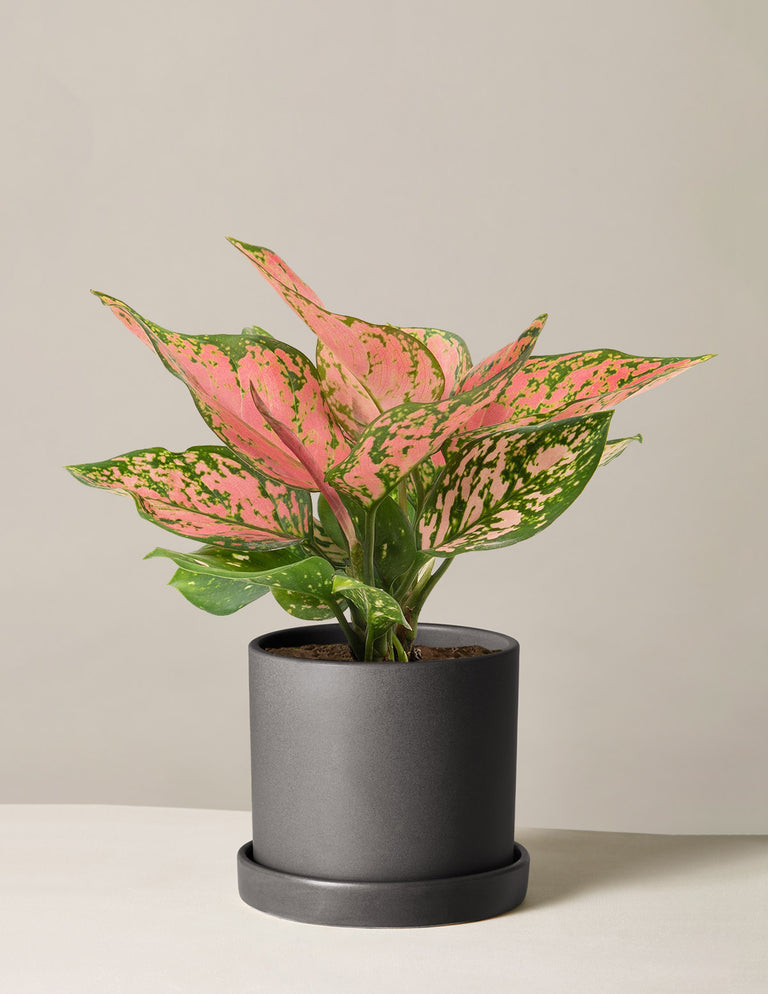 Aglaonema Wishes