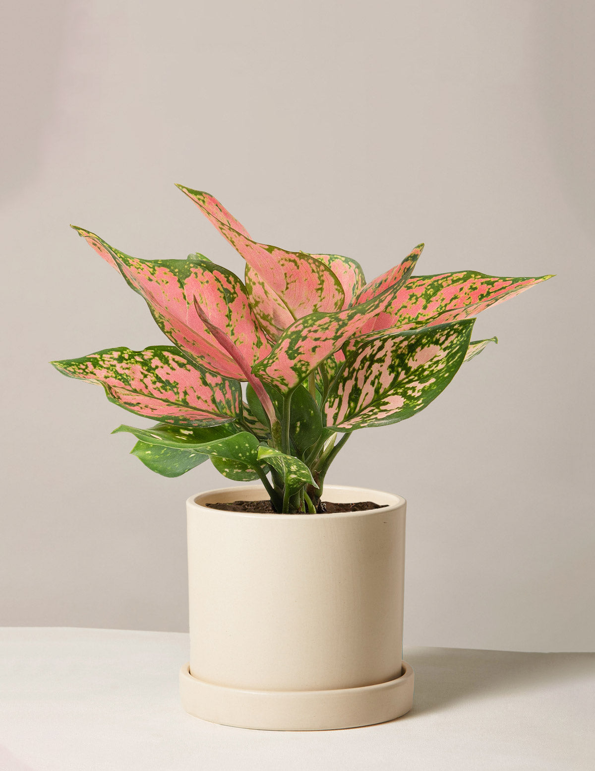 Aglaonema Wishes