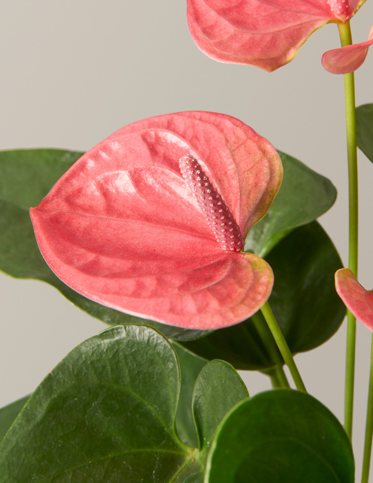 Pink Anthurium