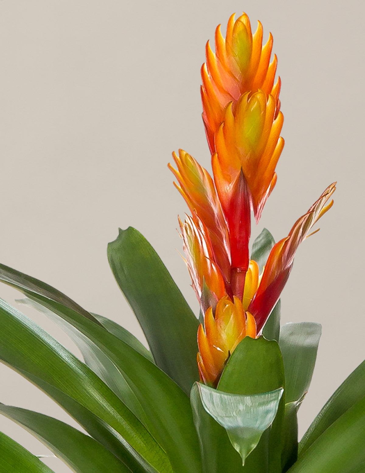 Bromeliad Vriesea Intenso Orange