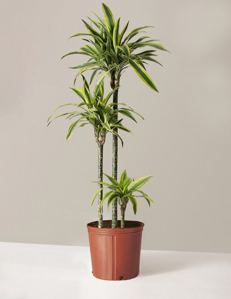 Large Dracaena Lemon Lime