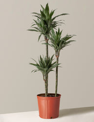 Large Dracaena Warneckii