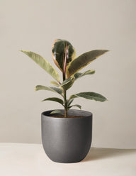 Ficus Tineke