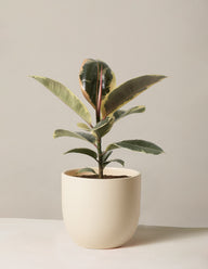 Ficus Tineke