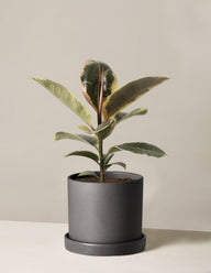 Ficus Tineke