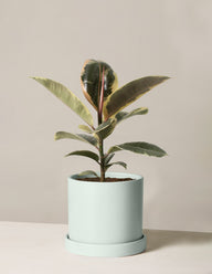 Ficus Tineke