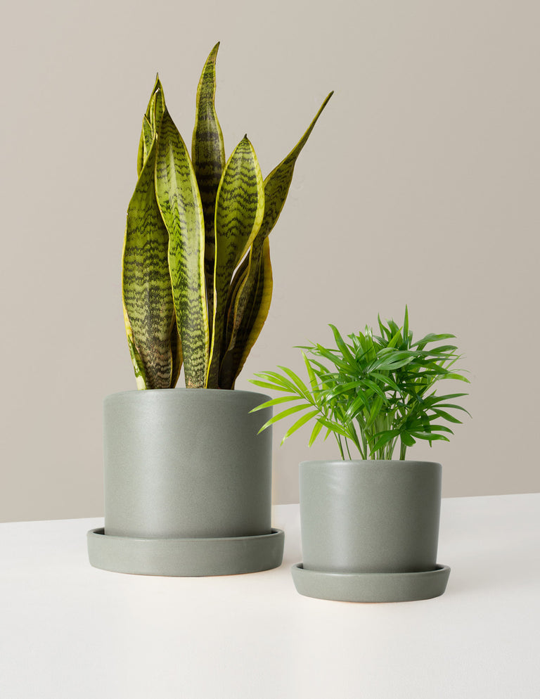 Hardy Houseplants Duo