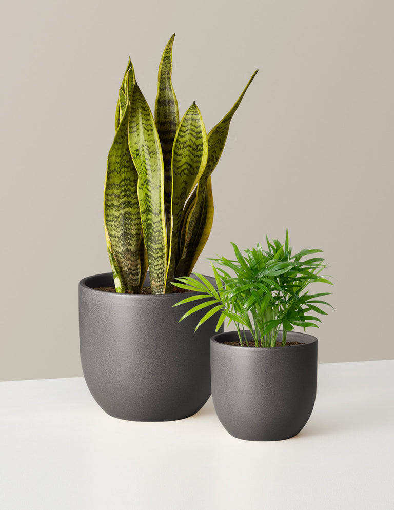 Hardy Houseplants Duo