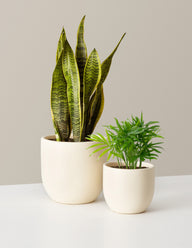 Hardy Houseplants Duo