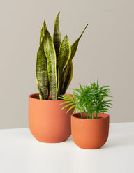 Hardy Houseplants Duo