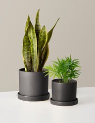 Hardy Houseplants Duo