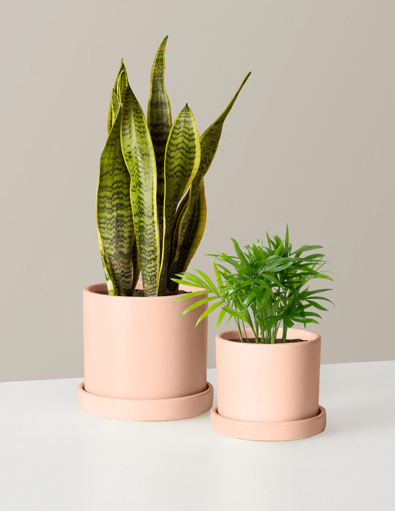 Hardy Houseplants Duo