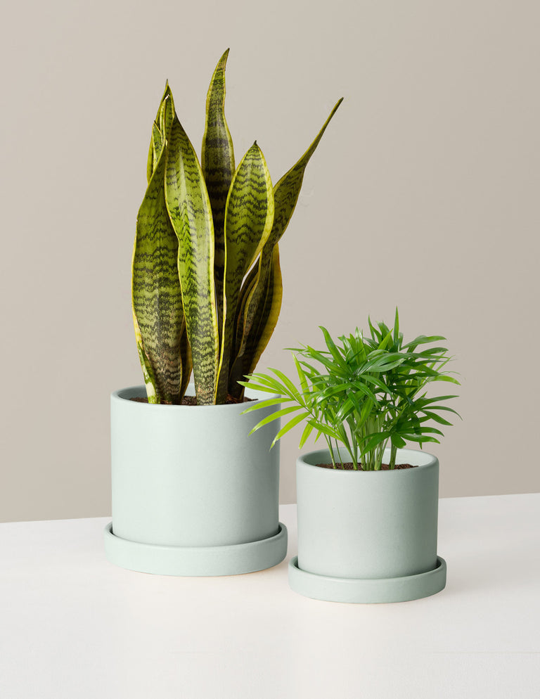 Hardy Houseplants Duo