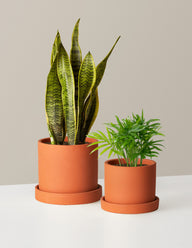 Hardy Houseplants Duo