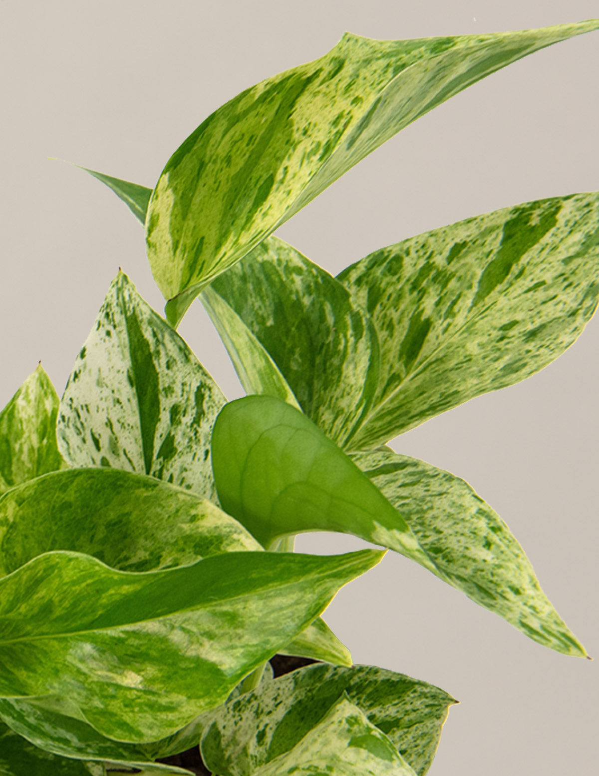 Pothos Marble Queen